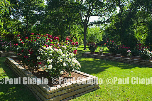 Rose Garden LAWN garden landscape architecture digital photographers Dallas, TX Texas Architectural Photography garden design